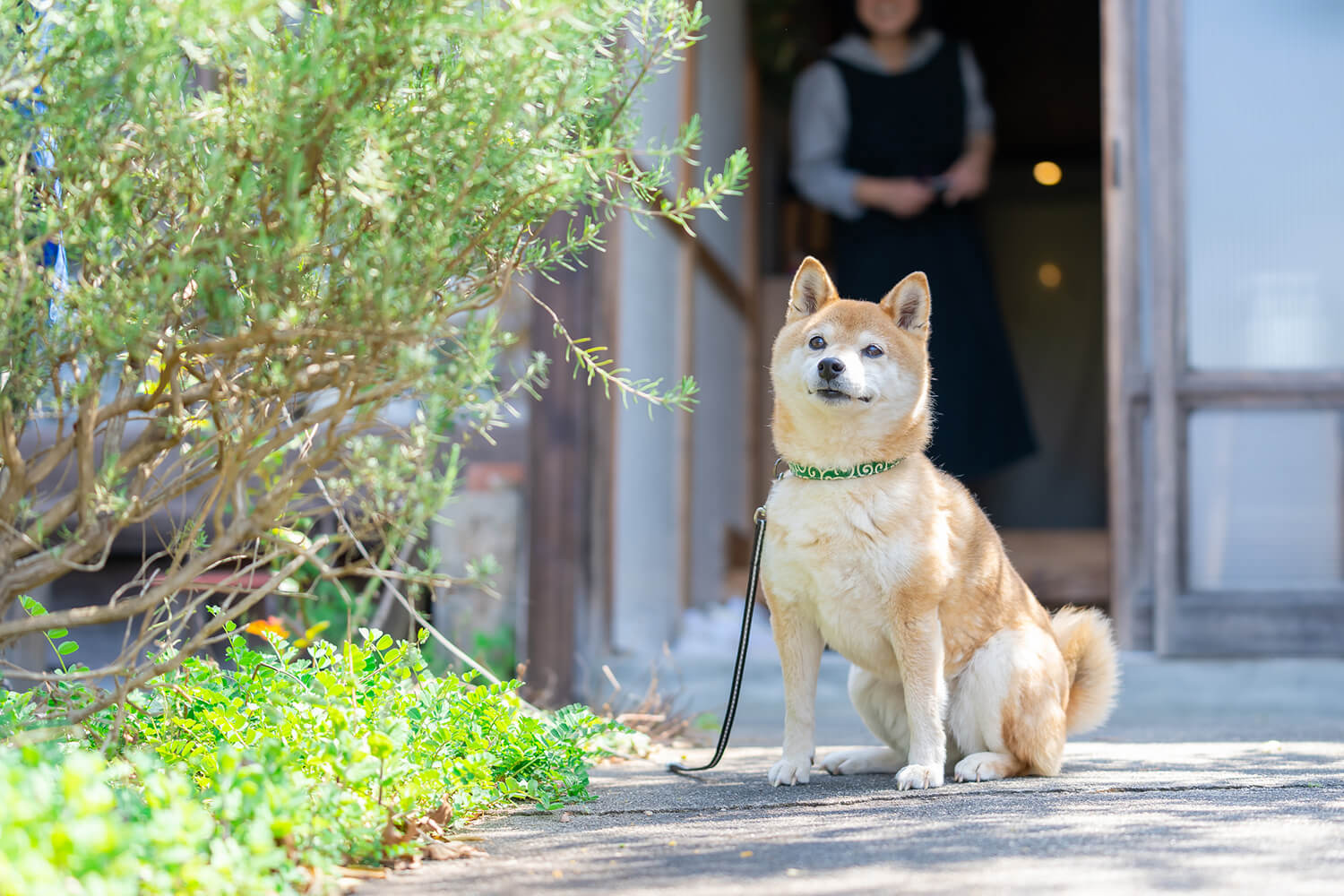子供やペットが安心して暮らせるリフォーム