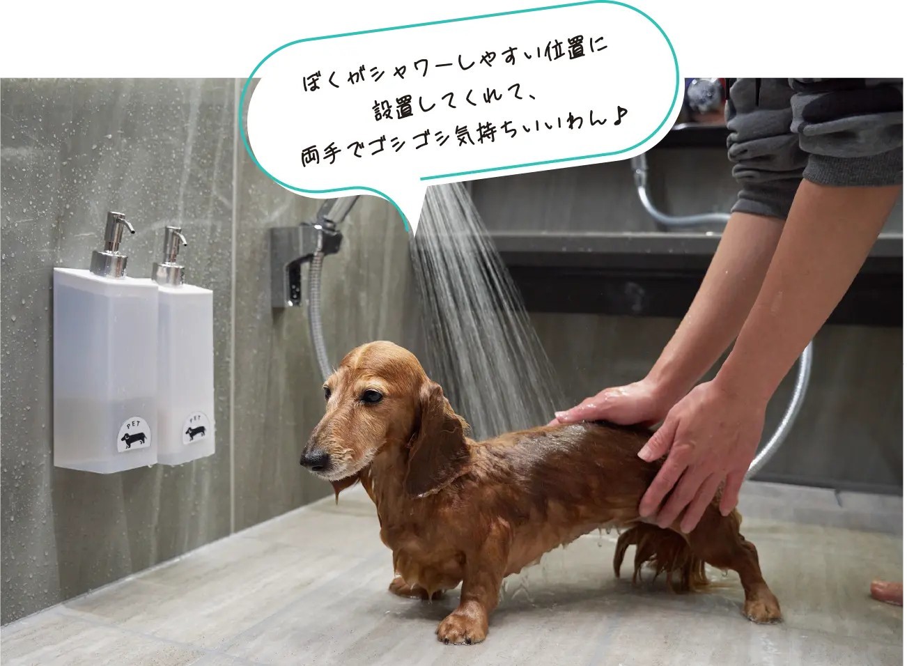 快適な水回りとペットに優しい空間を同時に実現するリフォーム